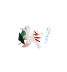 happy lily everyday（個別スタンプ：1）