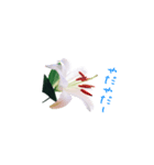 happy lily everyday（個別スタンプ：3）