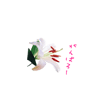 happy lily everyday（個別スタンプ：5）