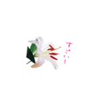 happy lily everyday（個別スタンプ：7）
