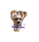 A cute dog sticker ( Yorkshire terrier )（個別スタンプ：1）