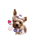 A cute dog sticker ( Yorkshire terrier )（個別スタンプ：2）