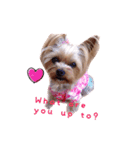 A cute dog sticker ( Yorkshire terrier )（個別スタンプ：3）