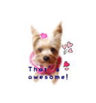 A cute dog sticker ( Yorkshire terrier )（個別スタンプ：4）