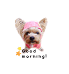 A cute dog sticker ( Yorkshire terrier )（個別スタンプ：5）