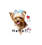 A cute dog sticker ( Yorkshire terrier )（個別スタンプ：6）