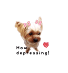 A cute dog sticker ( Yorkshire terrier )（個別スタンプ：7）