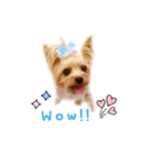 A cute dog sticker ( Yorkshire terrier )（個別スタンプ：8）