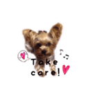 A cute dog sticker ( Yorkshire terrier )（個別スタンプ：10）