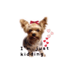 A cute dog sticker ( Yorkshire terrier )（個別スタンプ：11）