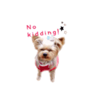 A cute dog sticker ( Yorkshire terrier )（個別スタンプ：12）