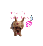 A cute dog sticker ( Yorkshire terrier )（個別スタンプ：13）