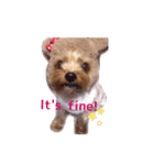 A cute dog sticker ( Yorkshire terrier )（個別スタンプ：15）