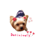 A cute dog sticker ( Yorkshire terrier )（個別スタンプ：17）