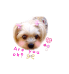 A cute dog sticker ( Yorkshire terrier )（個別スタンプ：18）