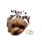 A cute dog sticker ( Yorkshire terrier )（個別スタンプ：20）