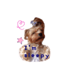 A cute dog sticker ( Yorkshire terrier )（個別スタンプ：21）