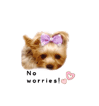 A cute dog sticker ( Yorkshire terrier )（個別スタンプ：22）