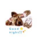 A cute dog sticker ( Yorkshire terrier )（個別スタンプ：23）