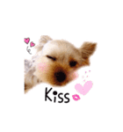 A cute dog sticker ( Yorkshire terrier )（個別スタンプ：24）