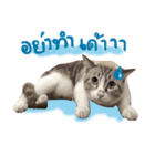 Emo Cats（個別スタンプ：1）