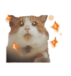 Emo Cats（個別スタンプ：2）
