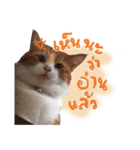 Emo Cats（個別スタンプ：3）