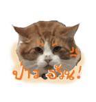 Emo Cats（個別スタンプ：5）