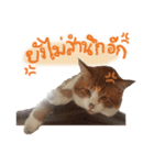 Emo Cats（個別スタンプ：6）