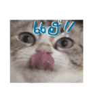 Emo Cats（個別スタンプ：7）