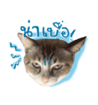 Emo Cats（個別スタンプ：10）