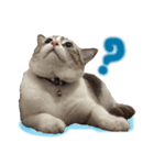 Emo Cats（個別スタンプ：11）