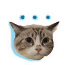 Emo Cats（個別スタンプ：14）