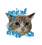 Emo Cats（個別スタンプ：15）