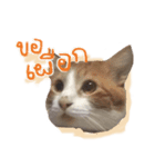 Emo Cats（個別スタンプ：16）