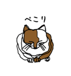 nifty cat（個別スタンプ：2）