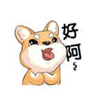 Shiba inu expressive face（個別スタンプ：2）