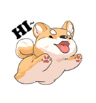 Shiba inu expressive face（個別スタンプ：3）