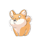 Shiba inu expressive face（個別スタンプ：11）