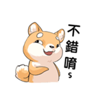 Shiba inu expressive face（個別スタンプ：24）