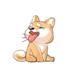 Shiba inu expressive face（個別スタンプ：28）