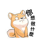 Shiba inu expressive face（個別スタンプ：36）