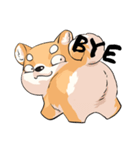 Shiba inu expressive face（個別スタンプ：40）