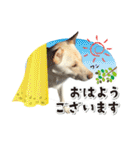 和犬わっしょいの日常スタンプ（個別スタンプ：1）