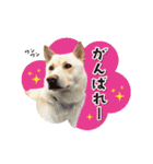 和犬わっしょいの日常スタンプ（個別スタンプ：13）