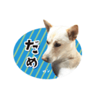 和犬わっしょいの日常スタンプ（個別スタンプ：20）