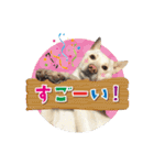 和犬わっしょいの日常スタンプ（個別スタンプ：27）