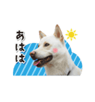 和犬わっしょいの日常スタンプ（個別スタンプ：32）