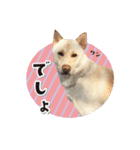 和犬わっしょいの日常スタンプ（個別スタンプ：34）