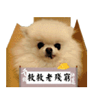 Dog Life- Xing Hu（個別スタンプ：12）